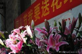 众义娱乐花花,揭秘娱乐圈的璀璨明星之路