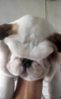 熬犬照片,照片中的忠诚与坚韧